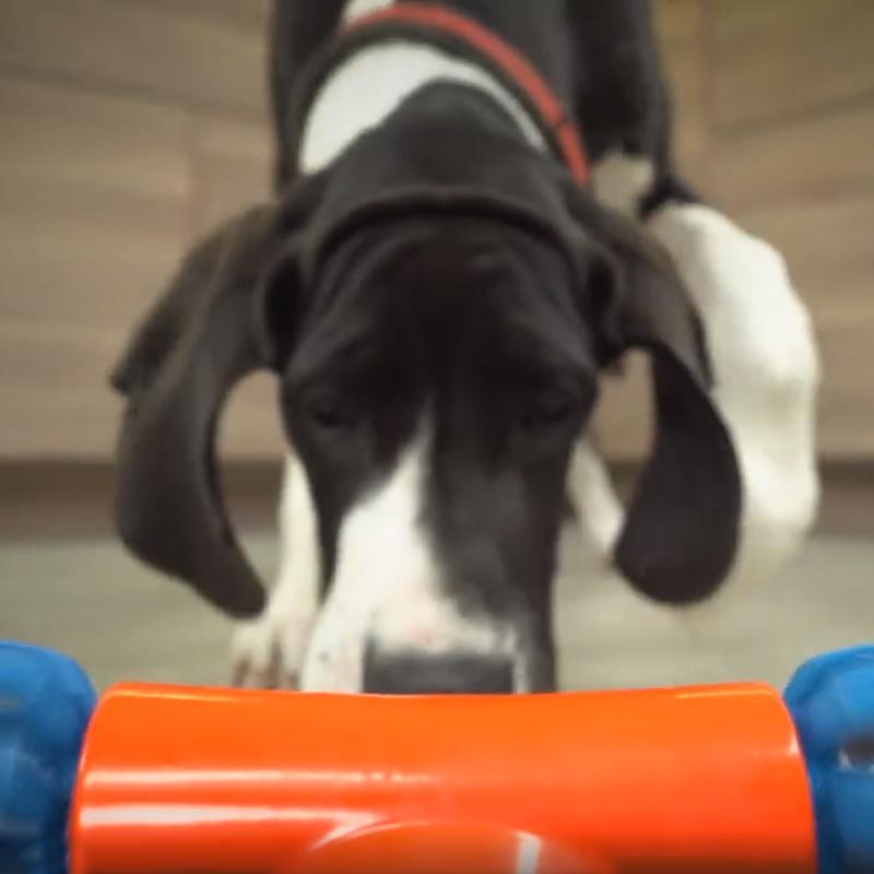 Bewegliches automatisches Hunde Spielzeug