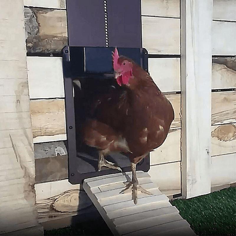 🎉Geflügelfarm Automatische Hühnerhaustür