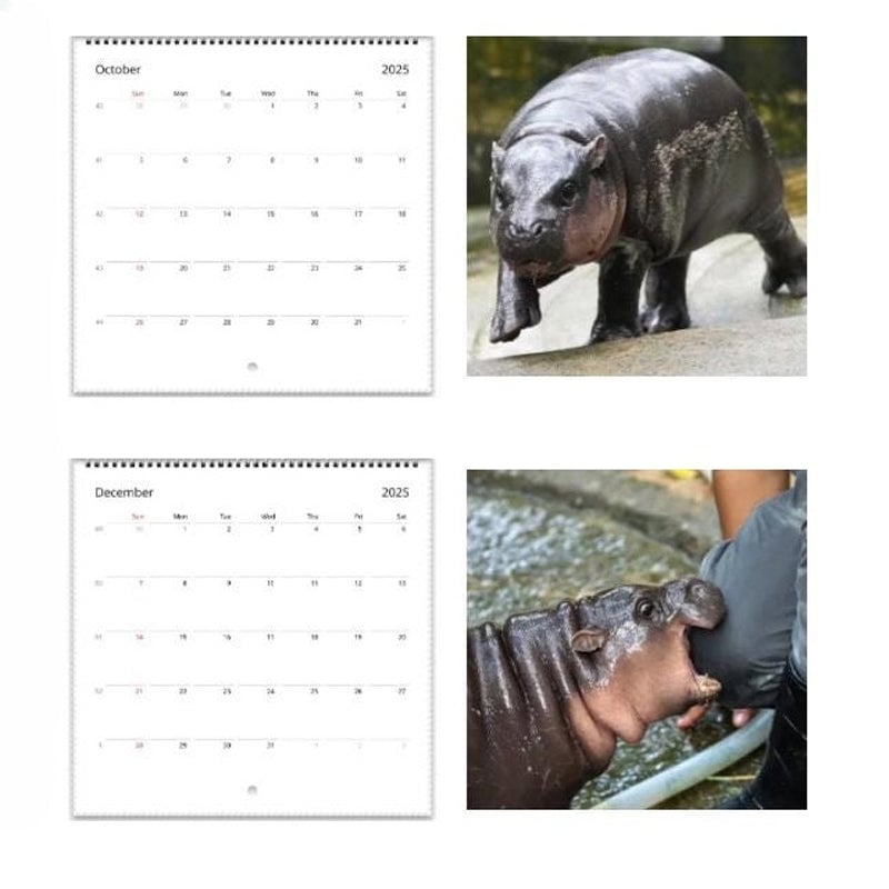 Moo Deng Kalender | Kalender 2025-1